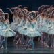 The Swans from ABT's 'Swan Lake'. Photo by Rosalie O'Connor.