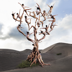 'Tree of Life'. Photo by Rob Woodcox.